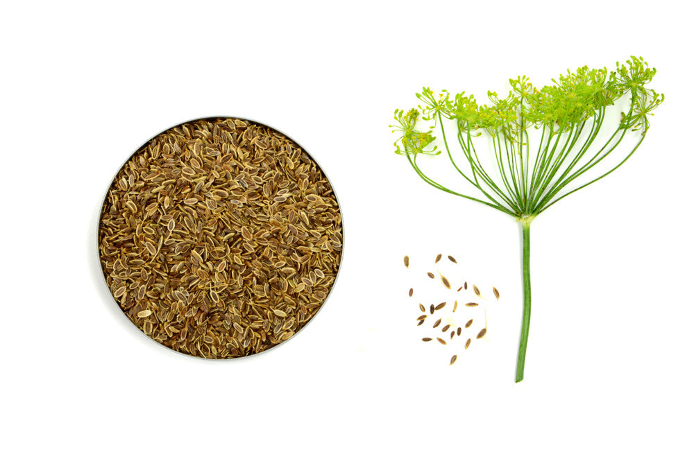 Organic Dill Seeds - Spicely Organics
 - 1